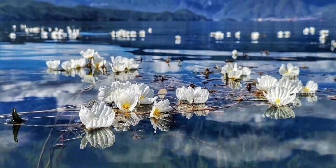 每年到了海藻花盛开的时候，就是泸沽湖最美的时间❤ ​...