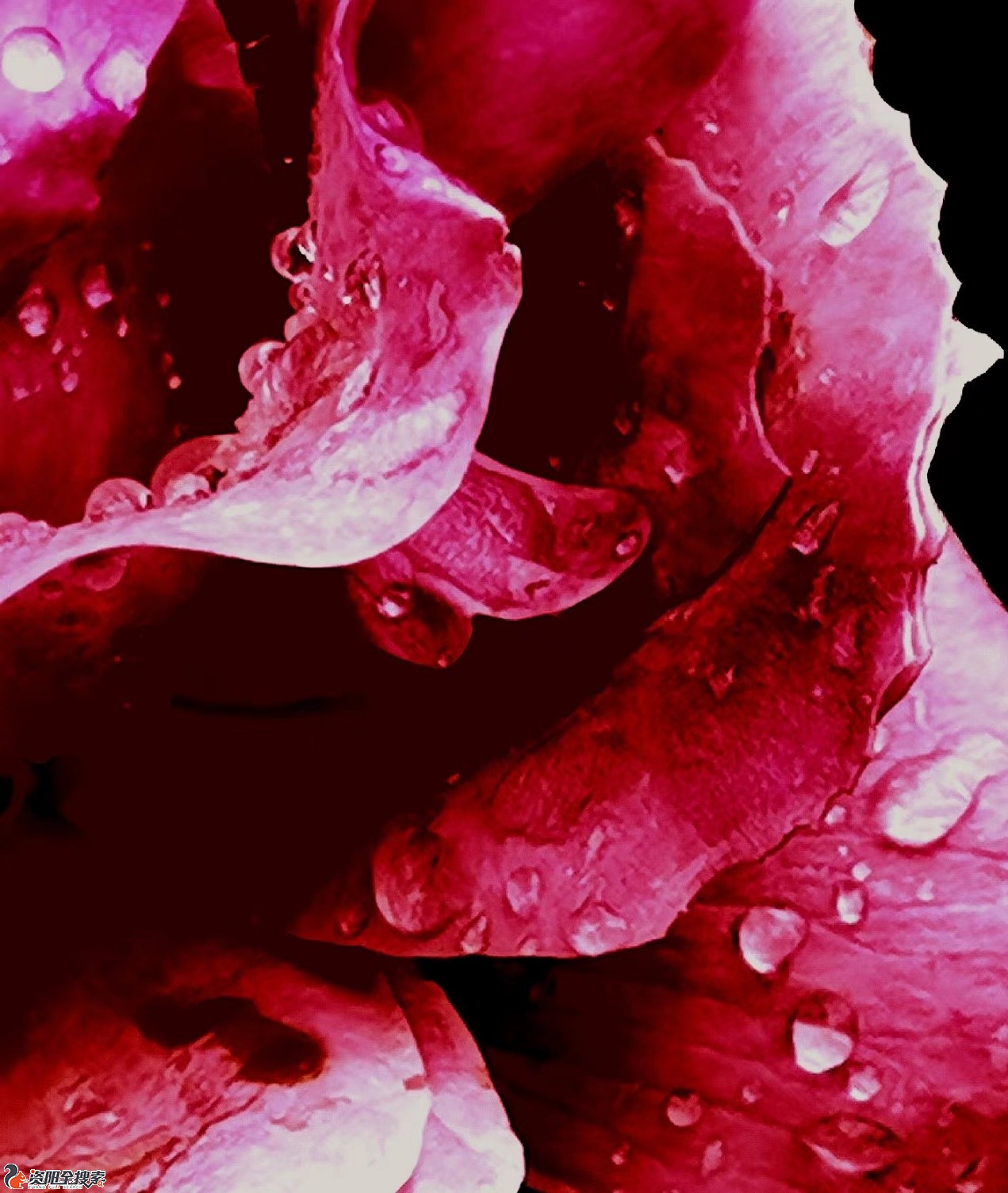 《酒醉的玫瑰》-张恩华