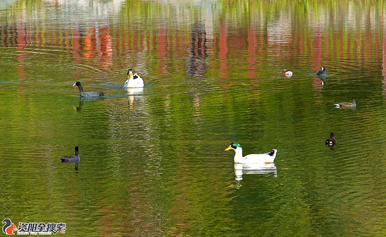 雁湖可爱的野鸭
