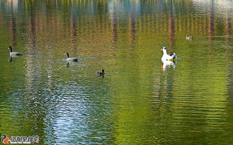 雁湖可爱的野鸭