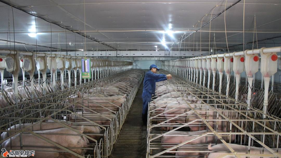 数智赋能 四川生猪养殖产业加速跑