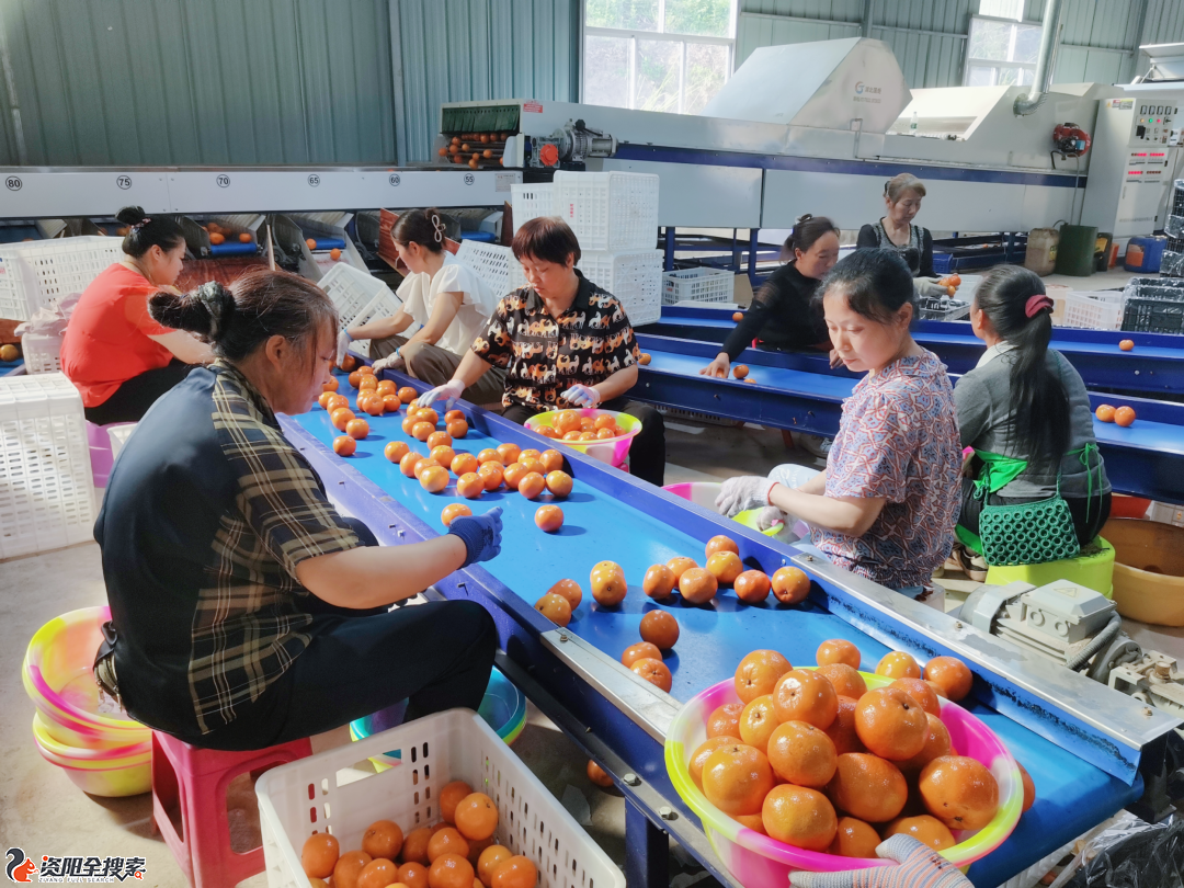 18家柑橘出口基地成功注册 助力“雁江蜜柑”走出国门